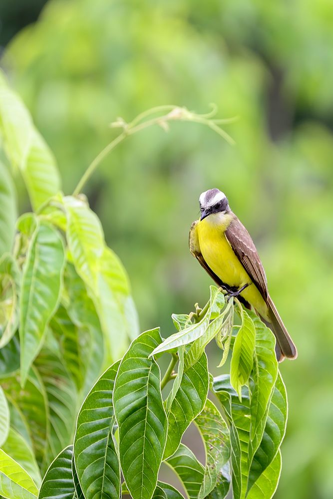 Belize-Central America-Tropical Kingbird
